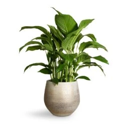 Noor Plant Pot - Metallic Grey -Hortology Shop Spathiphyllum Sweet Lauretta Peace Lily 24x90cm Noor Plant Pot Metallic Grey 32x30cm 2