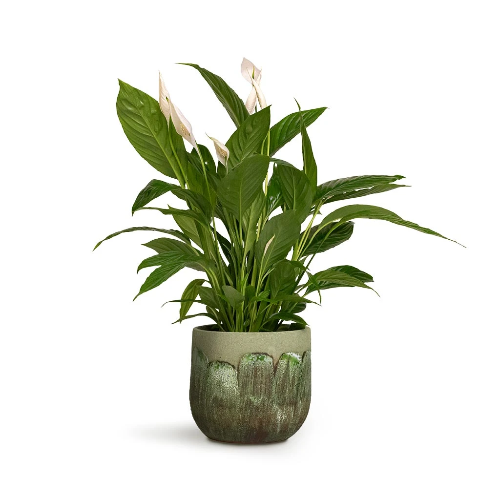 Spathiphyllum Vivaldi - Peace Lily 4 Spathiphyllum Vivaldi - Peace Lily - Image 4