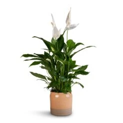 Puro Ripple Plant Pot - Peach 11 Puro Ripple Plant Pot - Peach -Hortology Shop Spathiphyllum Vivaldi Peace Lily 17x70cm Puro Ripple Plant Pot Peach 21x19cm