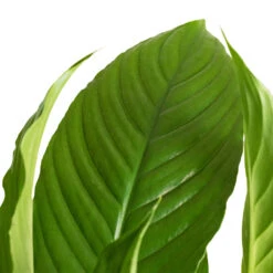 Spathiphyllum Vivaldi - Peace Lily 15 Spathiphyllum Vivaldi - Peace Lily -Hortology Shop Spathiphyllum Vivaldi Peace Lily 2