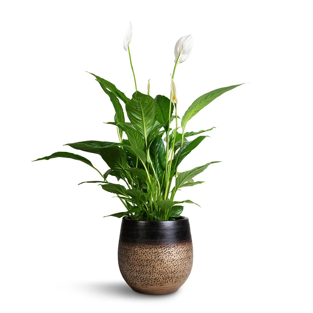 Spathiphyllum Vivaldi - Peace Lily 9 Spathiphyllum Vivaldi - Peace Lily - Image 9