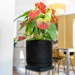 Stefan Plant Baskets - Set Of 3 - Black 10 Stefan Plant Baskets - Set Of 3 - Black -Hortology Shop Stefan Plant Basket Black Houseplant