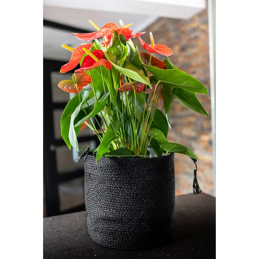 Stefan Plant Baskets - Set Of 3 - Black 2 Stefan Plant Baskets - Set Of 3 - Black - Image 2