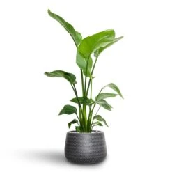 Angle Darcy Plant Pot - Anthracite -Hortology Shop Strelitzia nicolai Bird of Paradise Hydroculture 21 19 x 85cm Angle Darcy Plant Pot Anthracite 34.5 x 24cm 9a004881 fbc1 411f 9b13 c3a6f0e8e05d