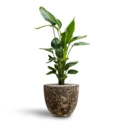 Strelitzia Nicolai - Bird Of Paradise - HydroCare -Hortology Shop Strelitzia nicolai Bird of Paradise Hydroculture 26 25 x 140cm Lava Couple Relic Planter Black 37 x 34cm