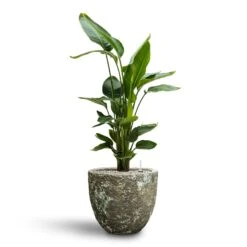 Strelitzia Nicolai - Bird Of Paradise - HydroCare -Hortology Shop Strelitzia nicolai Bird of Paradise Hydroculture 26 25 x 140cm Lava Couple Relic Planter Jade 36 x 34cm