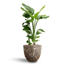 Lava Couple Relic Planter - Rust -Hortology Shop Strelitzia nicolai Bird of Paradise Hydroculture 26 25 x 140cm Lava Couple Relic Planter Rust 37 x 34cm 89883b79 a2f4 49e0 9560 41a3390baa99