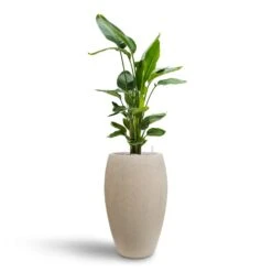 Strelitzia Nicolai - Bird Of Paradise - HydroCare -Hortology Shop Strelitzia nicolai Bird of Paradise Hydroculture 26 25 x 140cm Raindrop Tall Balloon Planter Stone 37 x 60cm