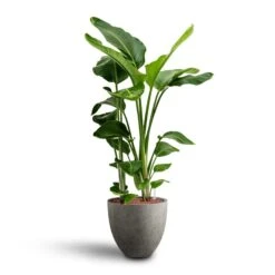 Grigio Egg Pot Planter - Natural Concrete -Hortology Shop Strelitzia nicolai Bird of Paradise Hydroculture 28 19 x 100cm Grigio Egg Pot Planter Natural Concrete 40 x 36cm a07386ec cb63 4db4 9583 b2f12f0ff838