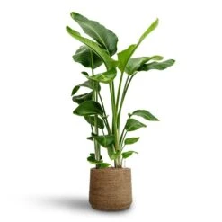 Patt Plant Pot - Straw Grass -Hortology Shop Strelitzia nicolai Bird of Paradise Hydroculture 28 19 x 100cm Patt Plant Pot Straw Grass 35 x 30cm