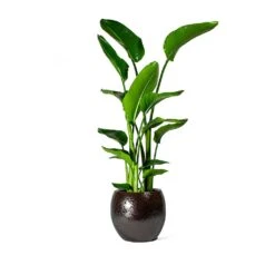 Kae Plant Pot - Mocha -Hortology Shop Strelitzia nicolai Bird of Paradise Kae Plant Pot Mocha