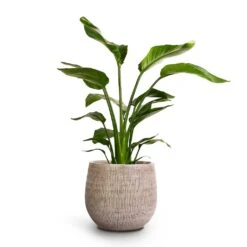 Ryan Plant Pot - White Black -Hortology Shop Strelitzia nicolai Giant White Bird Of Paradise 17x60cm Ryan Plant Pot White Black 26x26cm