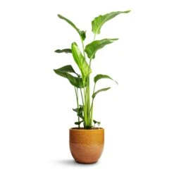 Jolin Plant Pot - Ochre -Hortology Shop Strelitzia nicolai Giant White Bird of Paradise 21x110cm Jolin Plant Pot Forest 29x27cm