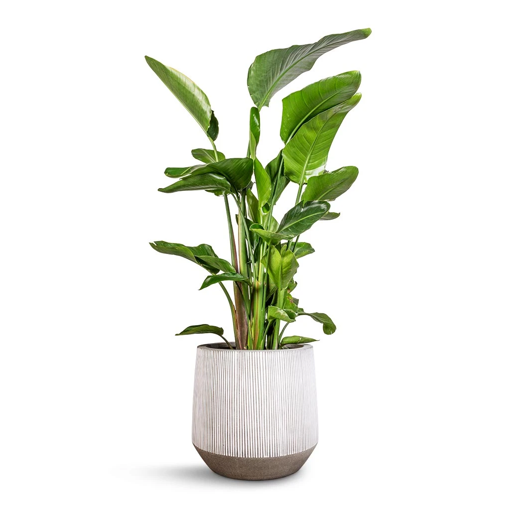 Harith Plant Pot - Ridged White Stripe 4 Harith Plant Pot - Ridged White Stripe - Image 4