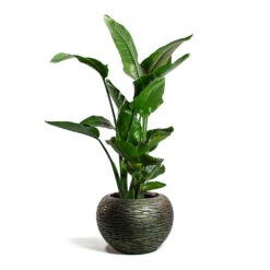 Luxe Lite Wrinkle Globe Planter - Bronze -Hortology Shop Strelitzia nicolai Giant White Bird of Paradise Luxe Lite Wrinkle Globe Planter Bronze