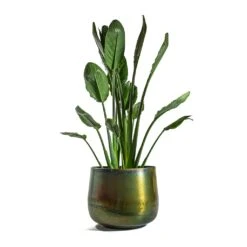 Elisa Metal Plant Pots - Set Of 3 - Vintage Green -Hortology Shop Strelitzia reginea Bird of Paradise Elisa Metal Plant Pots Set of 3 Vintage Green d44424f7 8ab5 419c 9b60 4faa08d8f634