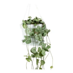 Ceropegia Woodii - String Of Hearts -Hortology Shop String Of Hearts Ceropegia Woodii