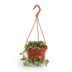 Ceropegia Woodii - String Of Hearts -Hortology Shop String of hearts 14x30cm withhanger