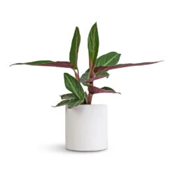 Stromanthe Sanguinea Stripestar 8 Stromanthe Sanguinea Stripestar -Hortology Shop Stromanthe sanguinea Stripestar 12x40cm Puk Essentials Planter Matt White 15x15cm
