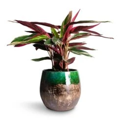 Lindy Plant Pot - Black Green 22 Lindy Plant Pot - Black Green -Hortology Shop Stromanthe sanguinea Triostar 14x55cm Lindy Plant Pot Black Green 30x25cm e5554dac a1b2 4352 bb2c 474a343b8b3b