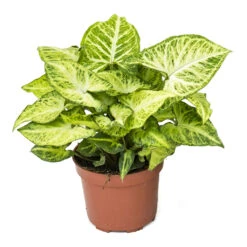 Syngonium Nephthytis Arrow - Arrow Plant -Hortology Shop Syngonium nephphytis Arrow Arrow Plant 12cm