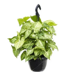 Syngonium Nephthytis Arrow - Arrow Plant -Hortology Shop Syngonium nephphytis Arrow Arrow Plant 16cm
