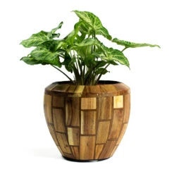 Facets Couple Planter - Jenga -Hortology Shop Syngonium nephphytis Arrow Arrow Plant Facets Couple Planter Jenga
