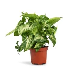 Syngonium Nephthytis Arrow - Arrow Plant -Hortology Shop Syngonium nephthytis Arrow Arrow Plant 12x25cm