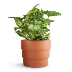Syngonium Nephthytis Arrow - Arrow Plant -Hortology Shop Syngonium nephthytis Arrow Arrow Plant 12x25cm Boston Tiered Plant Pot Terracotta 16.5x14cm ac8d8d63 258c 4789 9c4c 545136e19f3a