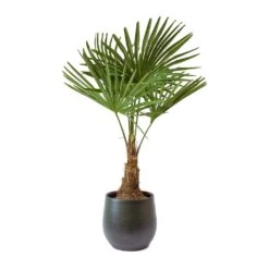 Trachycarpus Fortunei - Windmill Palm 12 Trachycarpus Fortunei - Windmill Palm -Hortology Shop Trachycarpus fortunei Windmill Palm Esra Dark Green Plant Pot