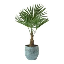 Trachycarpus Fortunei - Windmill Palm 13 Trachycarpus Fortunei - Windmill Palm -Hortology Shop Trachycarpus fortunei Windmill Palm Evi Antique Bronze Plant Pot