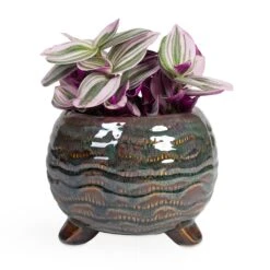 Dewi Plant Pot - Marrakesh -Hortology Shop Tradescantia albiflora Nanouk Fantasy Venice 12x20cm Dewi Plant Pot Marrakesh 18x14cm ab7664e9 3f12 40d0 8c91 8405f298b238