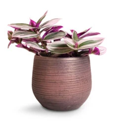 Lydia Plant Pot - Shiny Purple -Hortology Shop Tradescantia albiflora Nanouk Fantasy Venice 12x20cm Lydia Plant Pot Shiny Purple 15x13cm