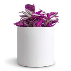 Puk Essentials Planter - Matt White -Hortology Shop Tradescantia albiflora Nanouk Fantasy Venice 12x20cm Puk Essentials Planter Matt White 15x15cm dd64377e 9d7b 4047 88a3 a6711f9be8f3