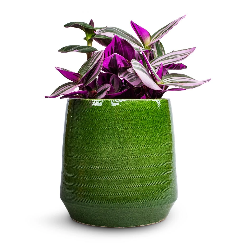 Remi Plant Pot - Green 10 Remi Plant Pot - Green - Image 10