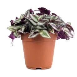Tradescantia Zebrina - Inch Plant -Hortology Shop Tradescantia zebrina Inch Plant 12x10cm