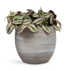 Dex Plant Pot - Earth -Hortology Shop Tradescantia zebrina Inch Plant 12x10cm Dex Plant Pot Earth 19x16cm 6f8f2394 de96 4614 87e6 9cc037320325