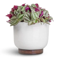 Tradescantia Zebrina - Inch Plant -Hortology Shop Tradescantia zebrina Inch Plant 12x10cm Jayla Plant Pot White 17x14cm