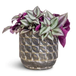 Tradescantia Zebrina - Inch Plant -Hortology Shop Tradescantia zebrina Inch Plant 12x10cm Jim Plant Pot Earth 14x12cm