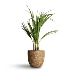 Cody Plant Pot - Straw Grass -Hortology Shop Washingtonia robusta Mexican Fan Palm 15x60cm Cody Plant Pot Straw Grass 22x20cm d3f4bb83 8542 457f beb1 a8d44faa5594
