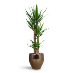 Yucca - HydroCare -Hortology Shop Yucca HydroCare Amora Couple Planter Gold