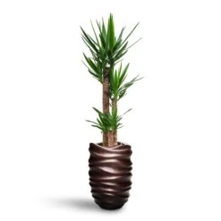 Yucca - HydroCare -Hortology Shop Yucca HydroCare Gradient Lee Partner Planter Matt Coffee