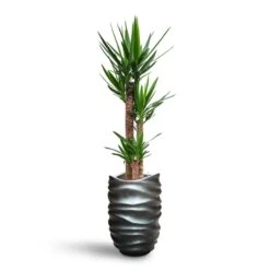 Yucca - HydroCare -Hortology Shop Yucca HydroCare Gradient Lee Partner Planter Matt Grey