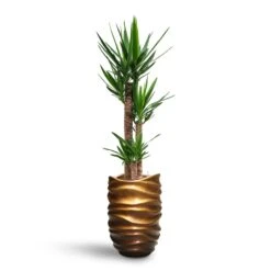 Yucca - HydroCare -Hortology Shop Yucca HydroCare Gradient Lee Partner Planter Matt Honey