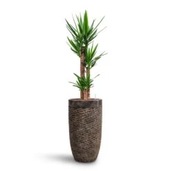 Yucca - HydroCare -Hortology Shop Yucca HydroCare Luxe Lite Layer Partner Planter Bronze