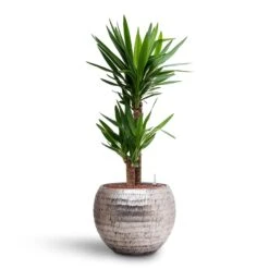Yucca - HydroCare -Hortology Shop Yucca Hydroculture 2 stems Opus Hammered Globe Planter Silver 40 x 32cm