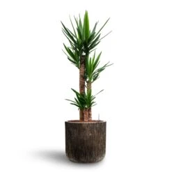 Luxe Lite Waterfall Cylinder Planter - Bronze -Hortology Shop Yucca Hydroculture 3 stems Luxe Lite Waterfall Cylinder Planter Bronze 40 x 38cm 2477d1ca 08fe 4ea2 b1eb 6f900d67c1ac