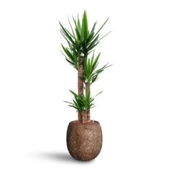 Yucca - HydroCare -Hortology Shop Yucca Hydroculture 3 stems Polystone Coated Balloon Planter Rock 42 x 42cm