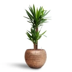 Yucca - HydroCare -Hortology Shop Yucca Hydroculture2 stems Opus Hammered Globe Planter Gold 40 x 32cm