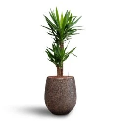 Yucca - HydroCare -Hortology Shop Yucca Hydroculture2 stems Opus Hit Darcy Planter Gold 38 x 42cm